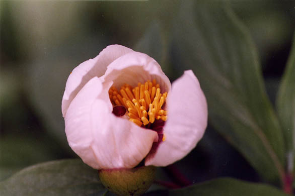 Le prime Peonie